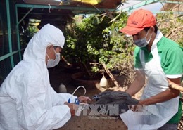 Triển khai đồng bộ các biện pháp phòng chống dịch cúm gia cầm 